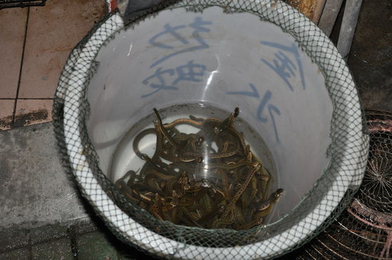 Tierschutz ist was anderes. Aber in China sind Tiere zum Essen da und man legt auf sonstiges wenig bis keinen Wert. Schlange im uebrigen ist WIRKLICH lecker!