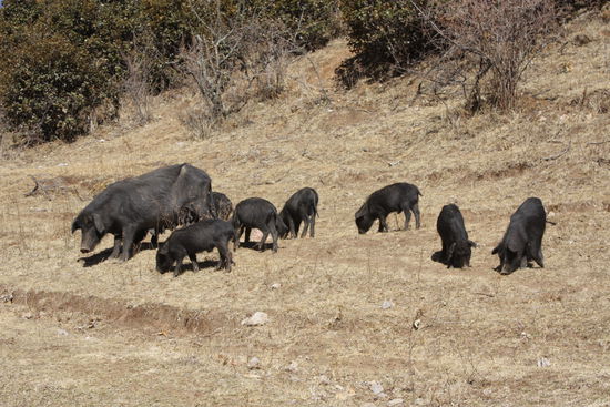 Welches Schweinderl haettens gern? 