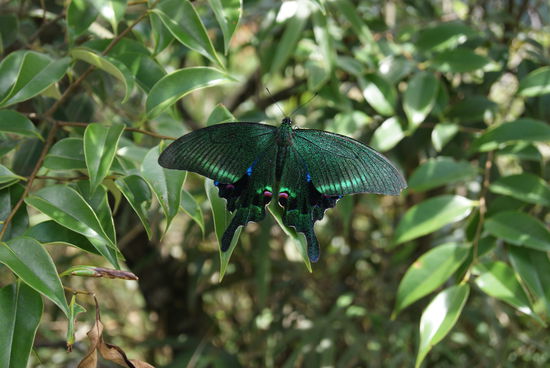 Tolle Natur in der Industrieprovinz Guangdong!!