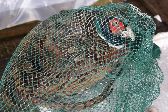 Und wieder etwas zum Thema Tierschutz. OK, der Fasan landet eh im Topf, wenn man die Chinesen fragt. Hier darf man einfach nicht anklagen sondern muss die Kulturunterschiede hinnehmen... oder nicht? 