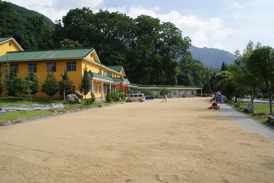 Reis wird auf dem Hof der gesamten Klosteranlage getrocknet. Der Reis wird per Hand feinsaeuberlich gesiebt und gefegt.