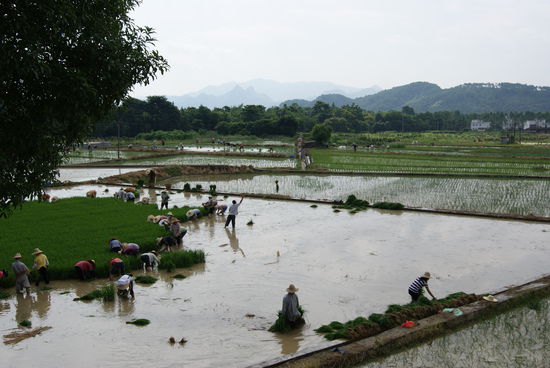 Umpflanzen der Reissetzlinge vor der Klosteranlage