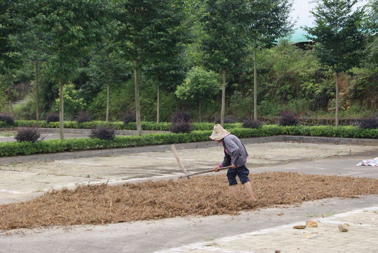 Wieder was zum Thema: Hartes Bauernleben in China!! Der Parkplatz vom Grand Canyon wird genutzt.