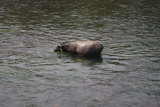 ... Wasserbueffeln...