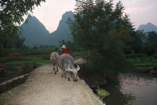 .... ab nach Hause in den Stall...