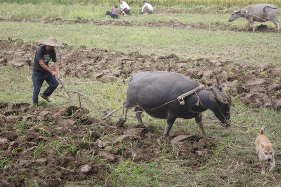 Das ist echt noch harte Knochenarbeit!! Die Bauern sind nicht zu beneiden!