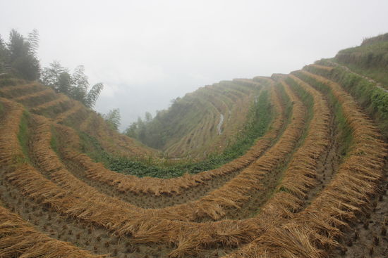 Der Reis ist bereits abgeerntet. Das Trocknen klappt heute nicht so gut...