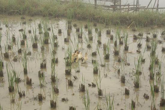 Auch den Enten macht es Spass 