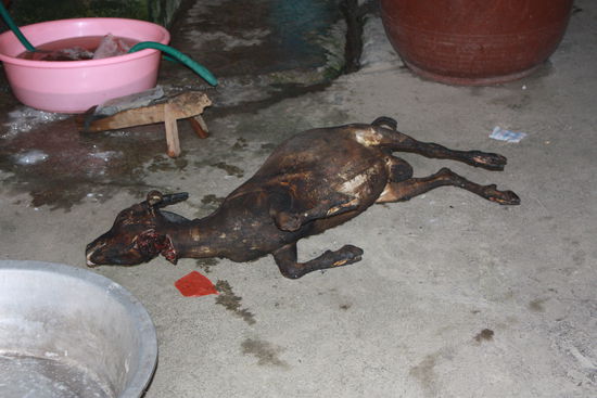 In Deutschland gab es auf dem Sender SWR3 mal taegliche Berichte ueber China und oft war die Frage zu diversen Nahrungsmitteln: "Leckel oder nicht leckel?". Dem Leser sei es ueberlassen, ob er Lust auf Ziege bekommt. Schlachten ist eklig, das weiss jeder der es gesehen hat -  aber irgendwie spiegelt dieses Bild doch auch den Kulturunterschied wider. Die Haltung zu Tieren, ob tot oder lebendig ist in China komplett anders als bei uns in Dtschl.