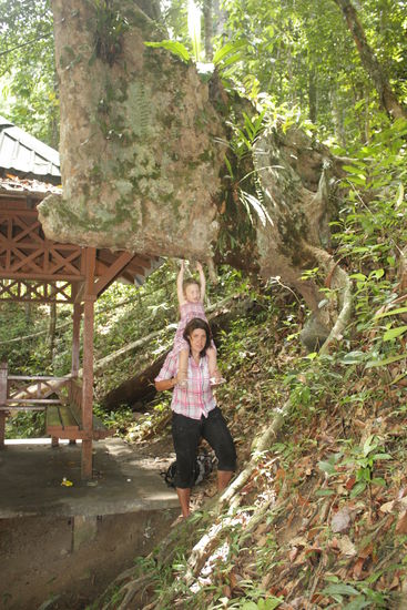 Gunung Stong State Park: Krasser Baum!