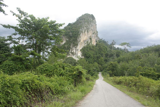 Durch die Urwaldgebiete auf den Weg zu den Cameron Highlands