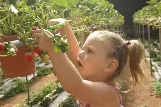 Erdbeerpfluecken in einer der vielen Plantagen. Naschen ist hier leider NICHT erlaubt...   aber ansonsten hatte unsere Tochter viel Spass!!