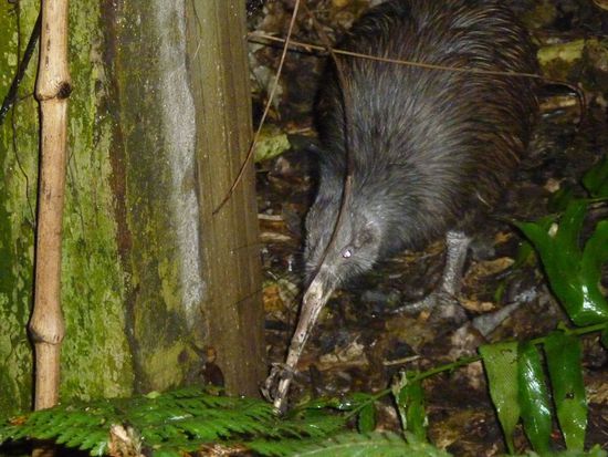 Der erste echte Kiwi den ich gesehen habe 