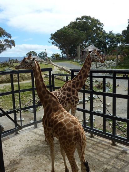 Diese Giraffen kamen einem bis zu 30 cm nah...