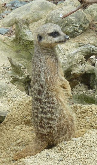 Hummeldumm lässt grüßen 