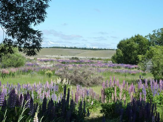 Auf dem Weg zum Lake Tekapo (im Hintergrund ist der Mt Cook) - diese Blumen wachsen hier zu tausenden...