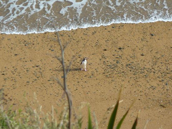 Da ist er: Der erste freilebende Pinguin, den ich jemals gesehen habe