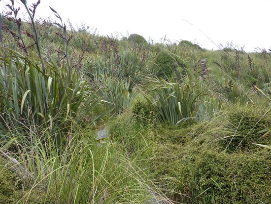 Offizieller Wanderweg in NZ...
