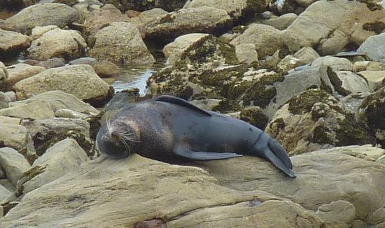 Das ist mal ein echt anstrengendes Leben so als Robbe 