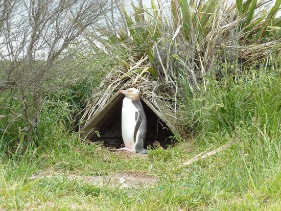 Pinguin in ca. 3 Meter Entfernung
