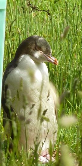 und noch ein Mini-Pinguin