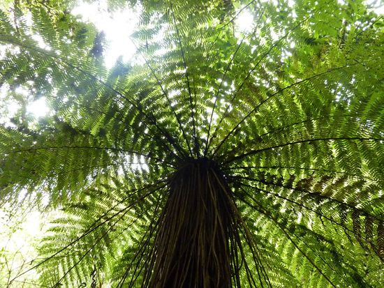 Riesiger Farn (Farn ist mit dem Kiwi DAS Wahrzeichen Neuseelands)