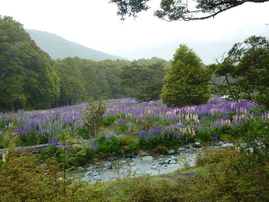Blumenbild auf dem Weg zum Milford Sound