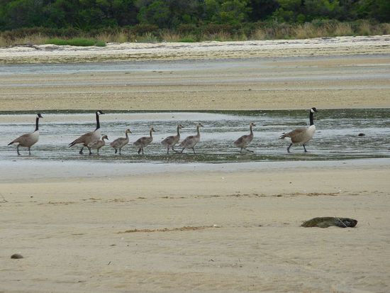 Entenfamilie im Abel Tasman Nationalpark
