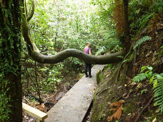 Weg zum Split Apple Rock mit merkwürdig gewachsenem Baum