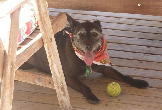 Molly war es sogar im Schatten zu heiß 