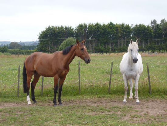 zwei der vier Pferde von Lorraine