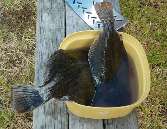 ... das Ergebnis waren vier leckere Fische
