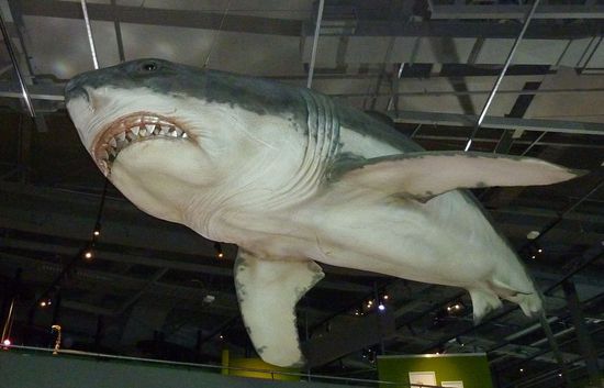 10 Meter langer Hai...