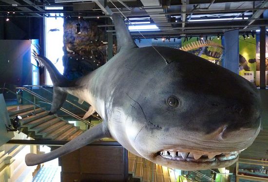 ...und nochmal der Hai