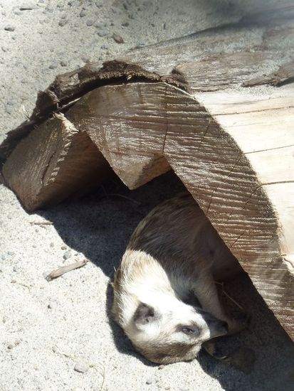 ... es war aber auch heiß... 