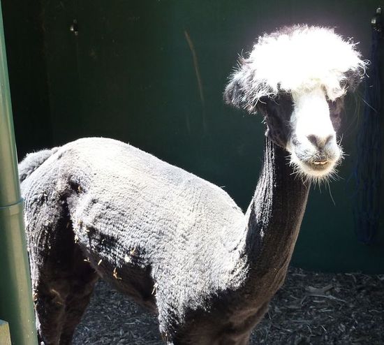 Lama