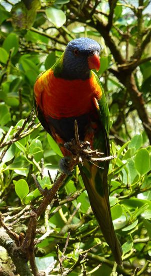 Vogel (sehr bunt, aber Name vergessen)