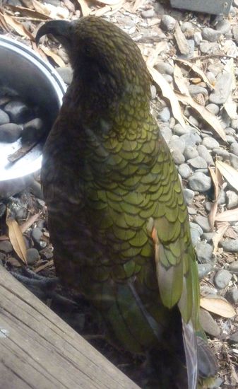 Kea