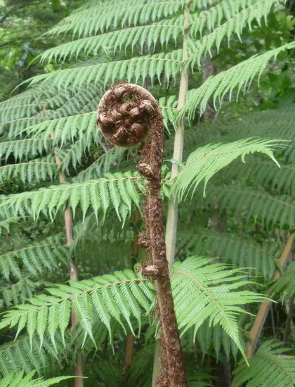 Farn vor, neben und hinter uns... zumindest solange bis wir zur Baumgrenze kamen