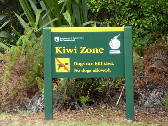 Walk zu den Kauri-Trees