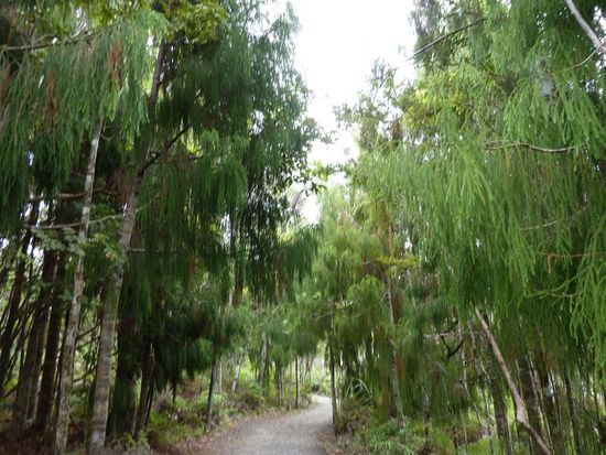 Walk zu den Kauri-Trees
