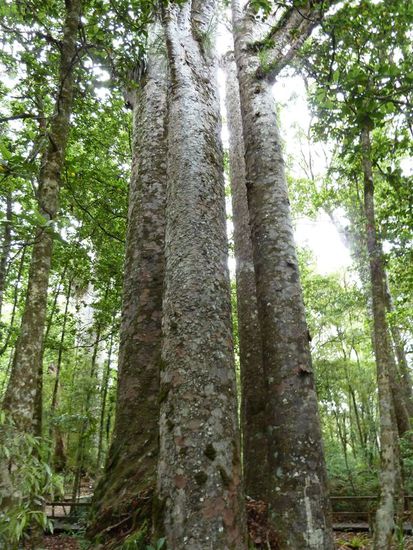 die sog. "Four sisters"