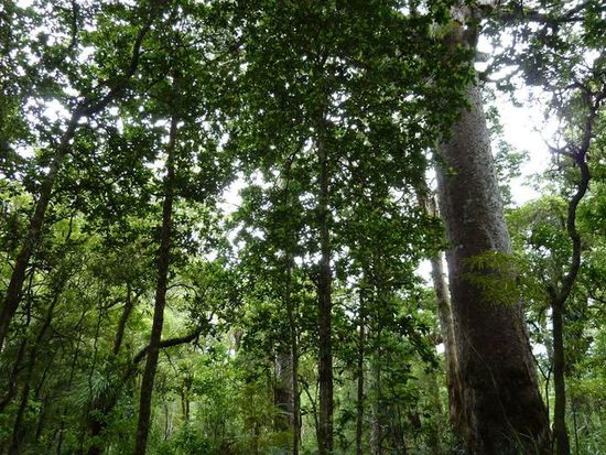 Zum Vergleich: normale Bäume und ein Kauri-Tree