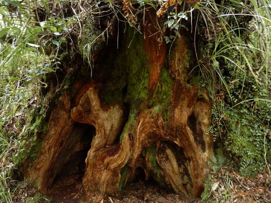 Dieser Baumabschnitt war etwa 2 Meter hoch