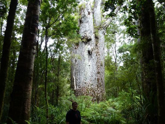 Zum Schutz des Baumes ist er abgesperrt und man kommt etwa nur bis 10 Meter Nähe an ihn heran