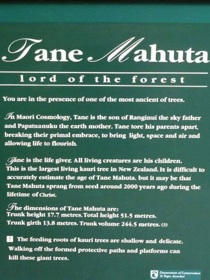 Tane Mahuta - der Gott der Wälder