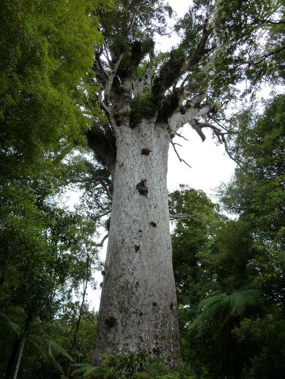 Um auch diesen Baum zu schützen, kommt man etwas nur bis zu 10 Metern an ihn heran