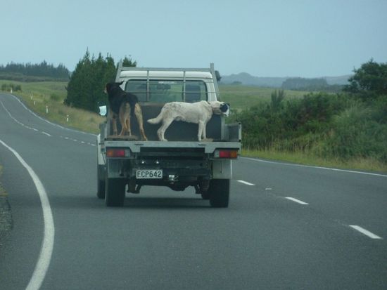 Hunde sind ungesichert, in NZ völlig normal 