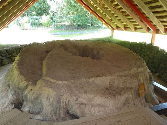Kauri Tree aus dem das Waka gemacht wurde, Durchmesser liegt bei etwa 2 Metern