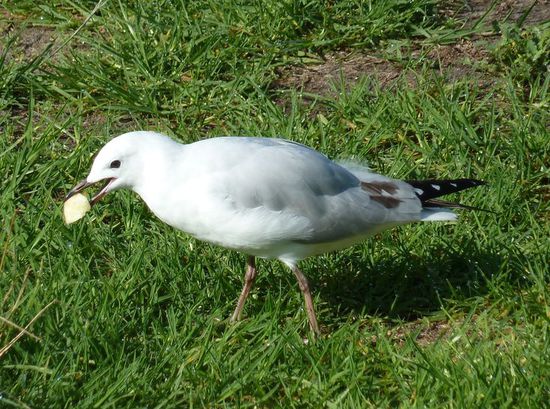 Möwe, die sich über ein Stück meines Frühstückapfels gefreut hat 